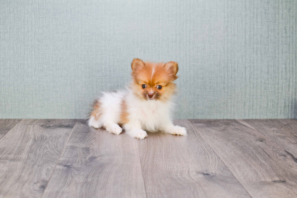 Friendly Pomeranian Baby