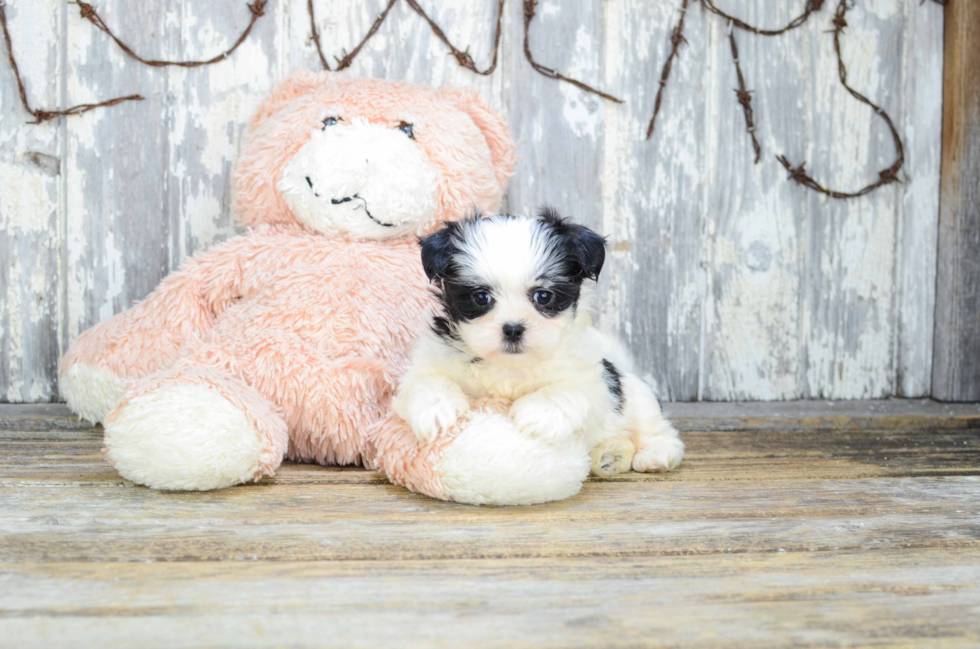 Teddy Bear Pup Being Cute