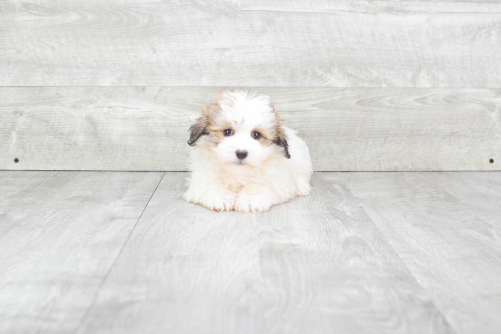 Havanese Puppy for Adoption