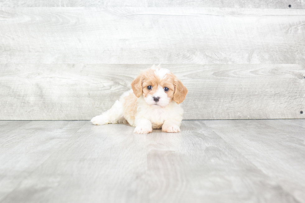 Hypoallergenic Cavalier Designer Puppy