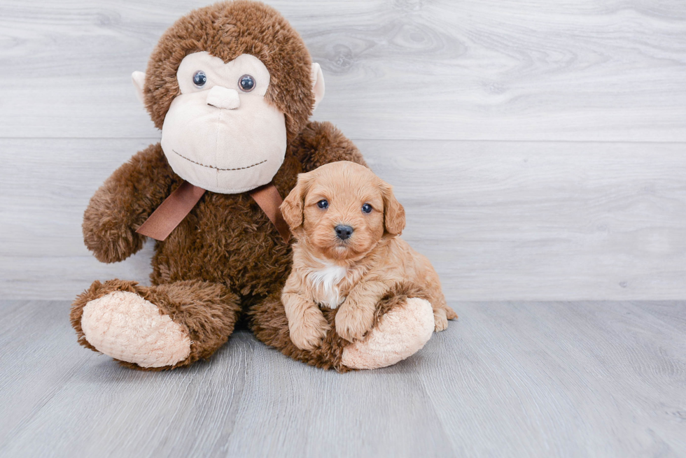 Hypoallergenic Cavoodle Poodle Mix Puppy