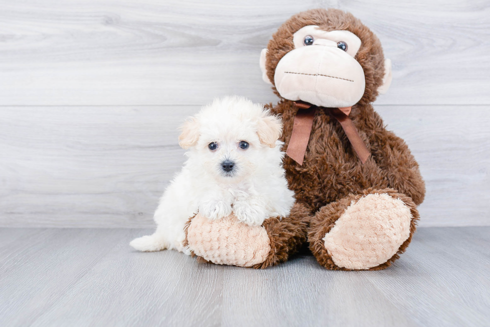 Happy Maltipoo Baby