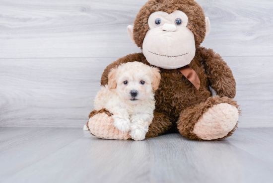 Maltipoo Puppy for Adoption