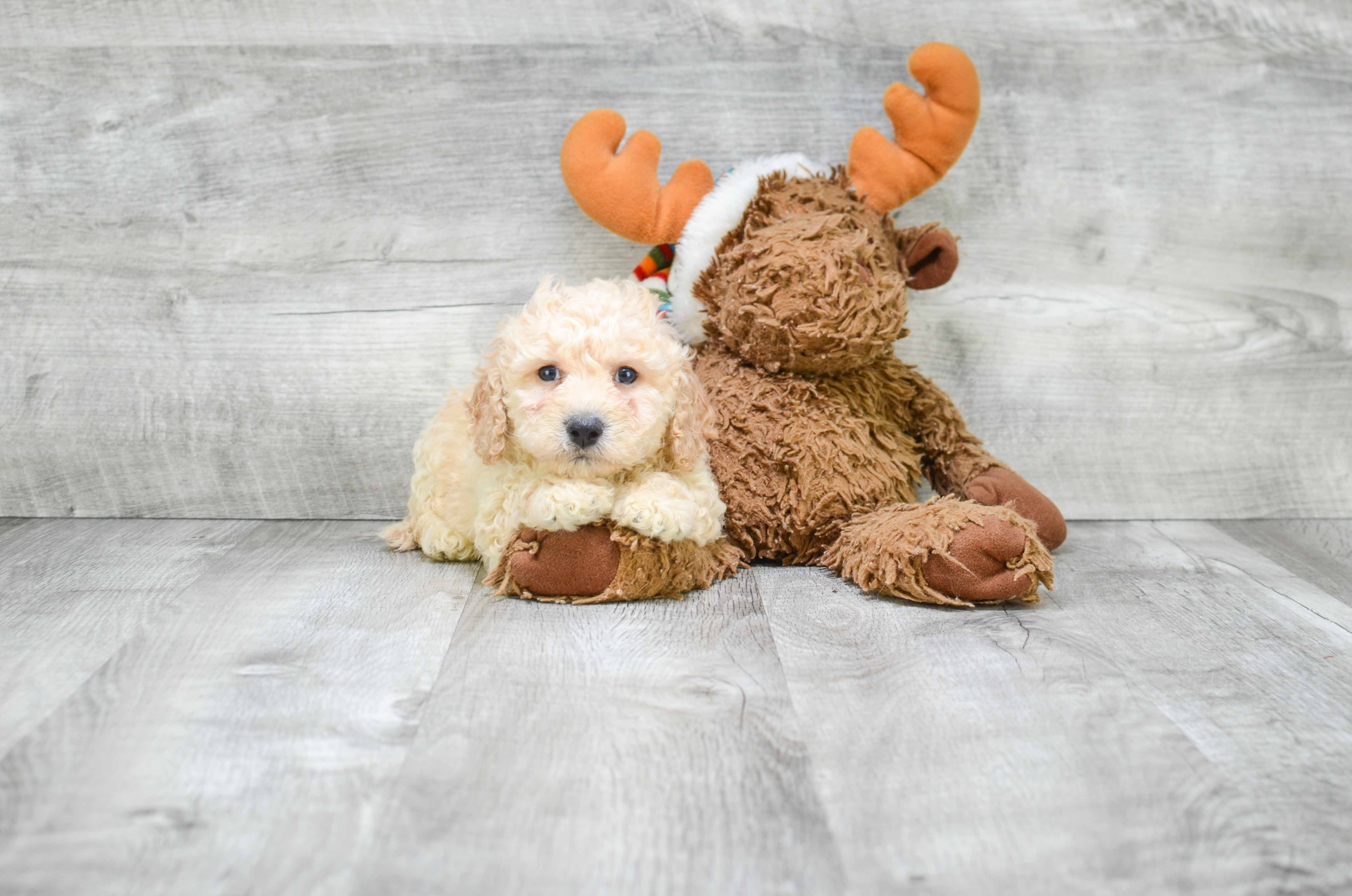 Cavapoo Puppy for Adoption