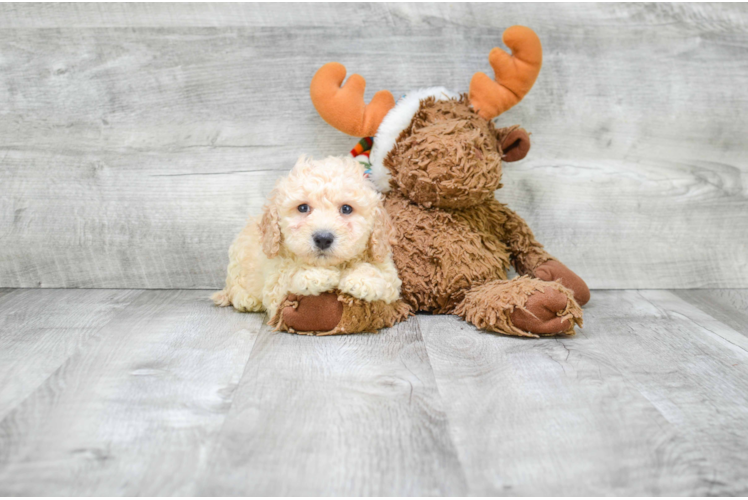 Cavapoo Puppy for Adoption