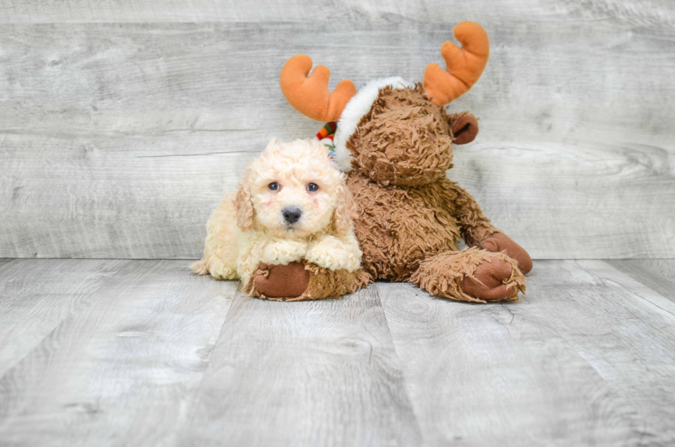 Cavapoo Puppy for Adoption