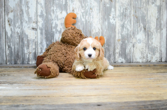 Cavapoo Pup Being Cute