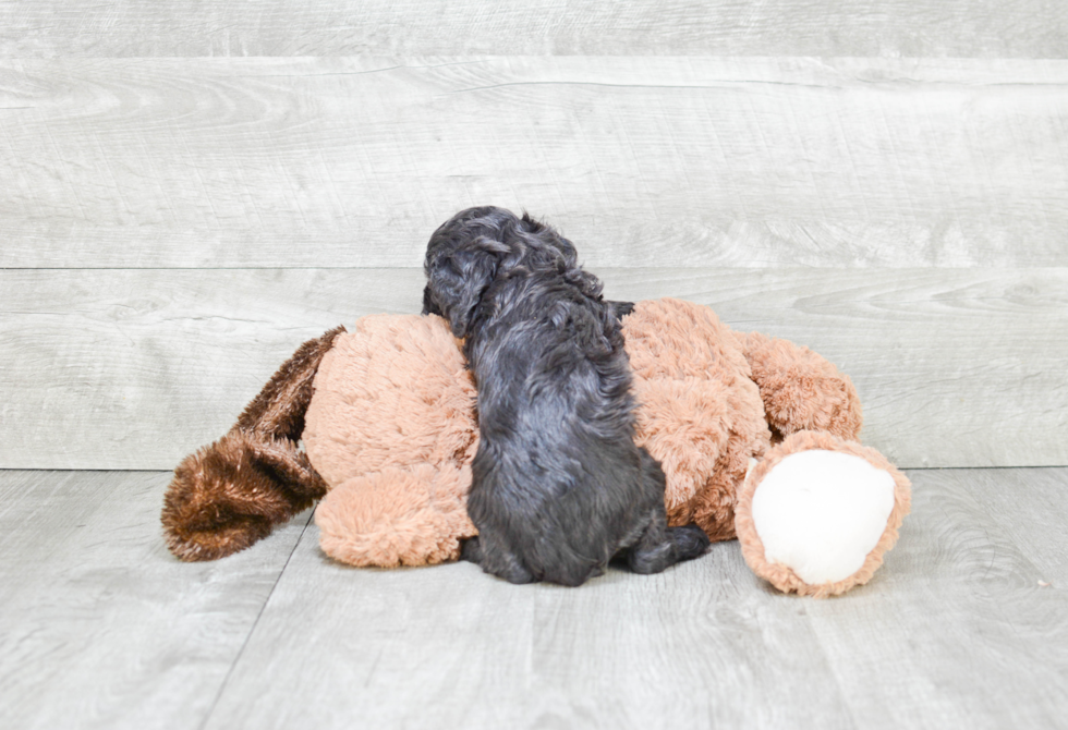 Little Cavoodle Poodle Mix Puppy