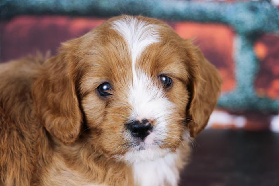 Cavapoo Pup Being Cute