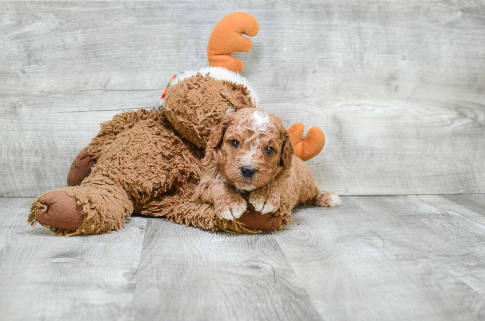 Mini Goldendoodle Pup Being Cute