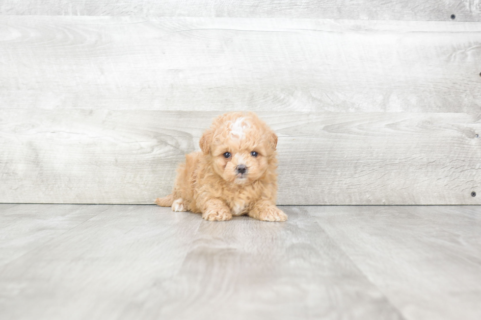 Maltipoo Pup Being Cute