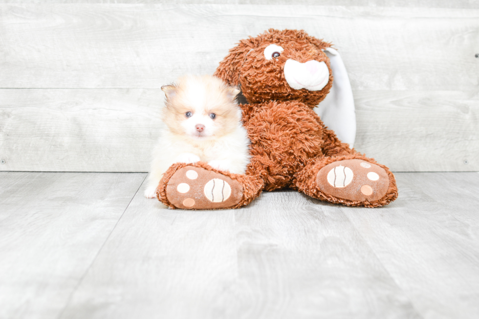 Playful Pomeranian Purebred Pup