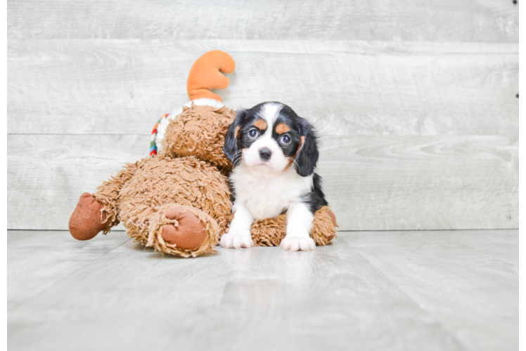 Cavalier King Charles Spaniel Pup Being Cute