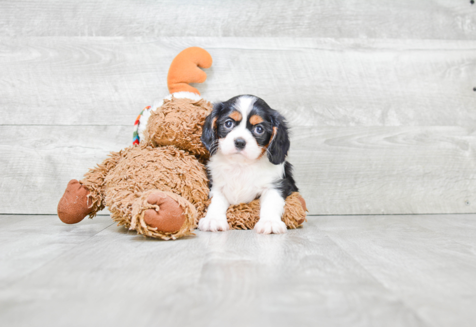 Cavalier King Charles Spaniel Pup Being Cute