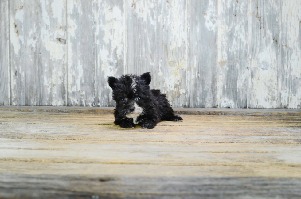 Havanese Pup Being Cute