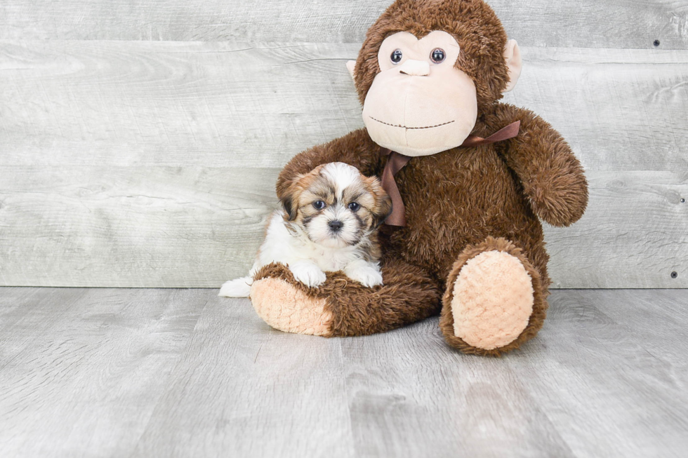 Teddy Bear Pup Being Cute