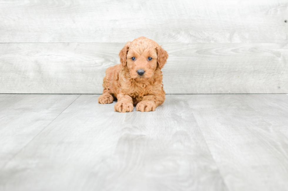 Petite Mini Goldendoodle Poodle Mix Pup