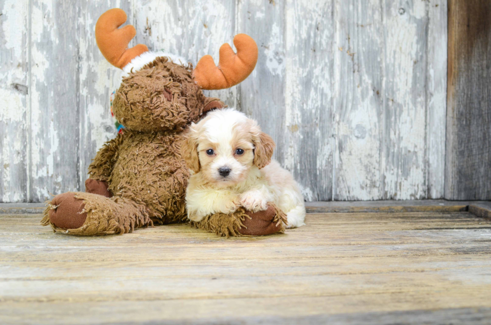 Cavachon Puppy for Adoption