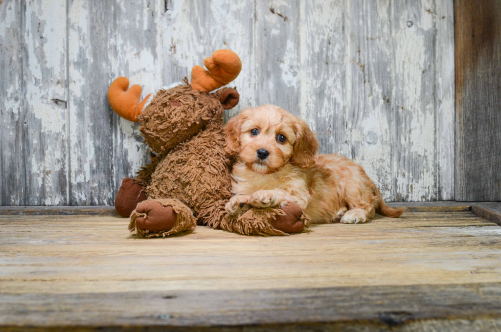 Cavapoo Pup Being Cute