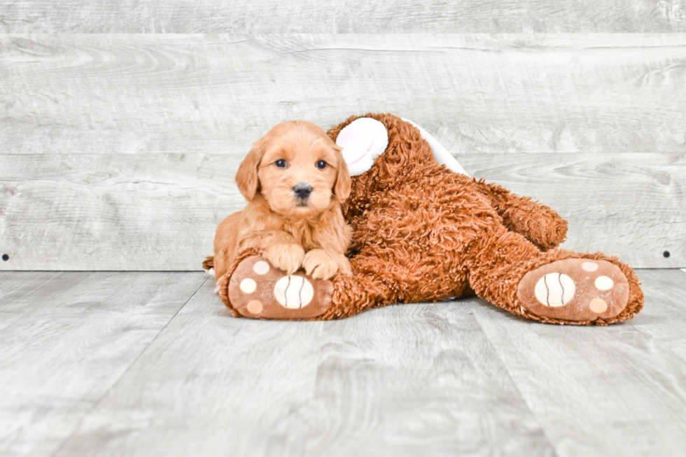 Smart Mini Goldendoodle Poodle Mix Pup