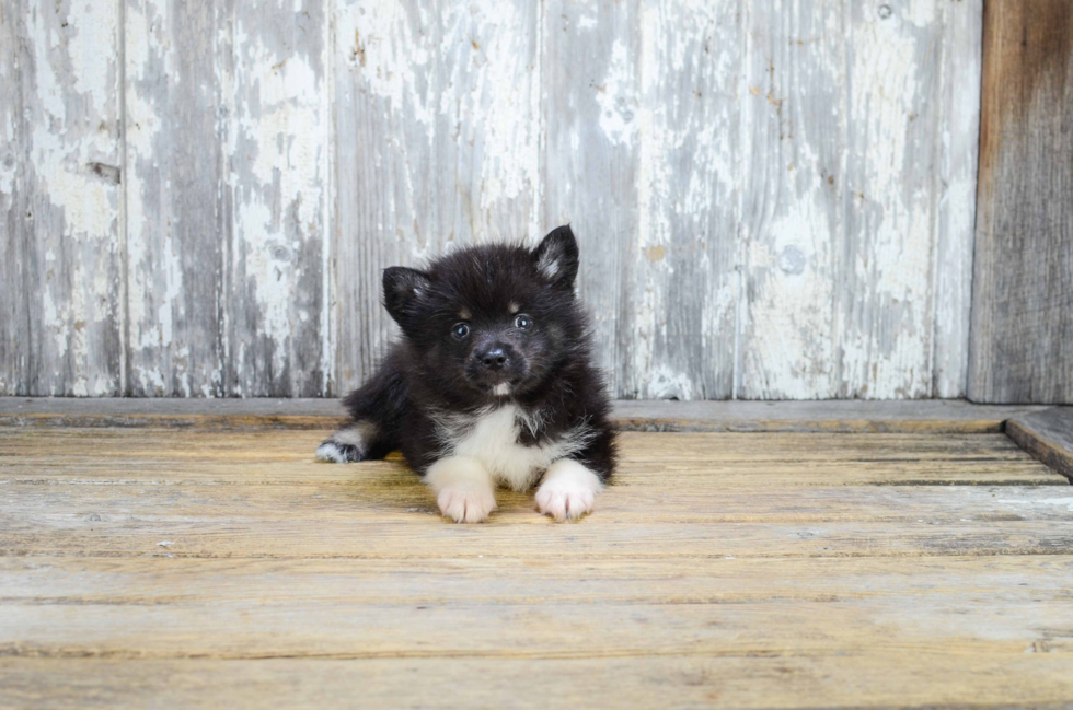 Pomsky Pup Being Cute