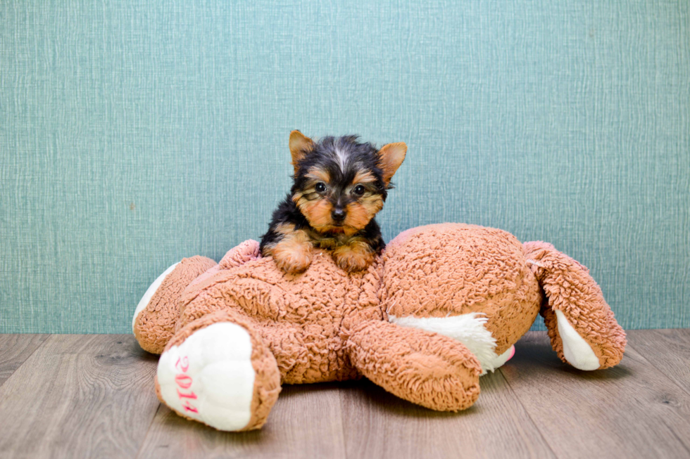 Meet Tinkerbell - our Yorkshire Terrier Puppy Photo 