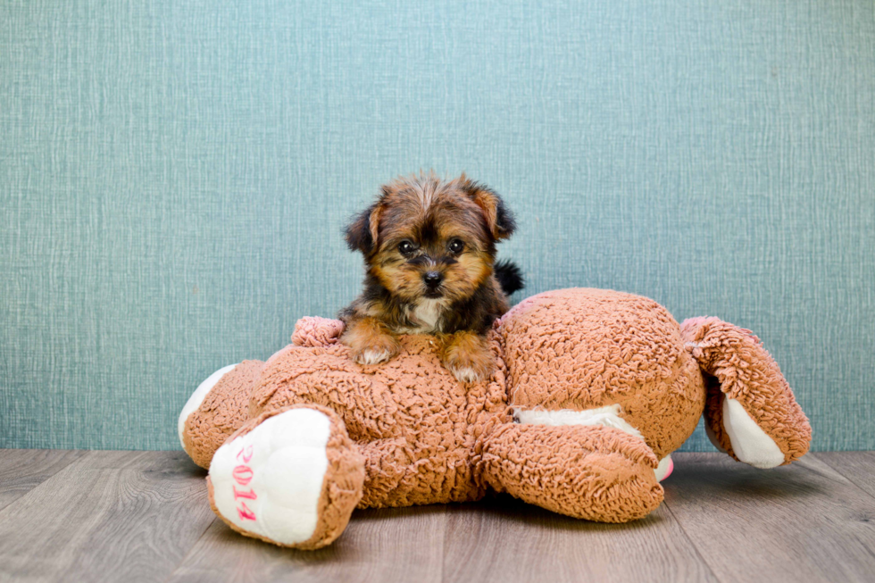 Shorkie Pup Being Cute