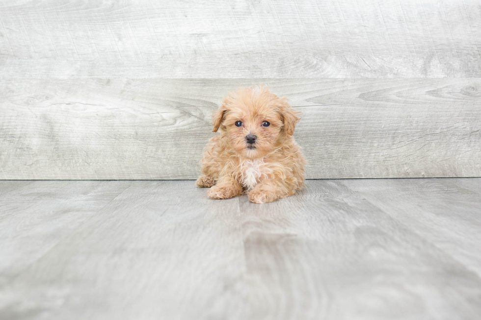 Happy Maltipoo Baby