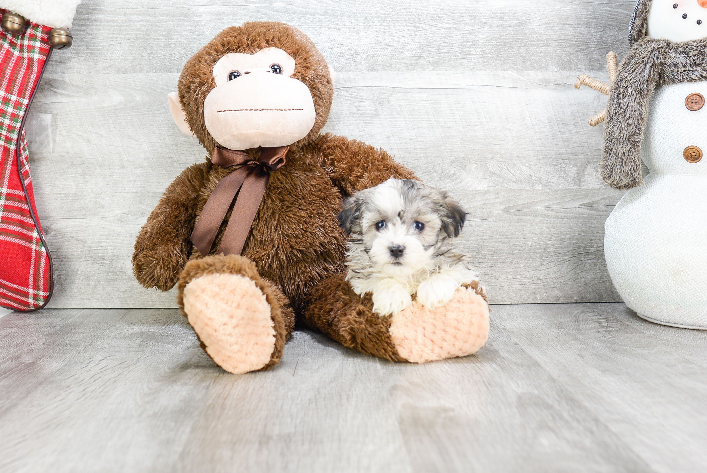 Havanese Pup Being Cute