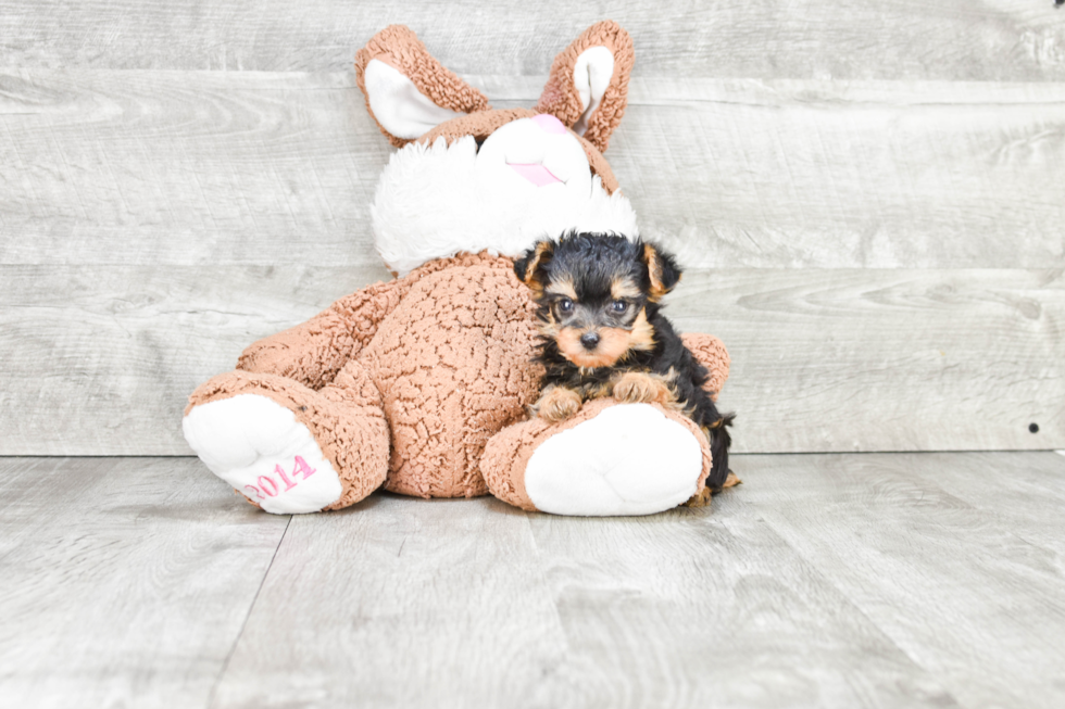 Yorkie Poo Puppy for Adoption