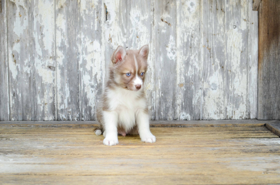 Cute Pomsky Baby