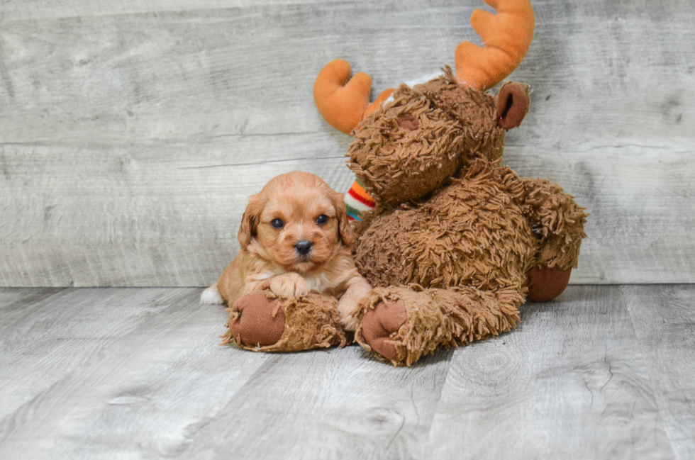 Best Cavapoo Baby