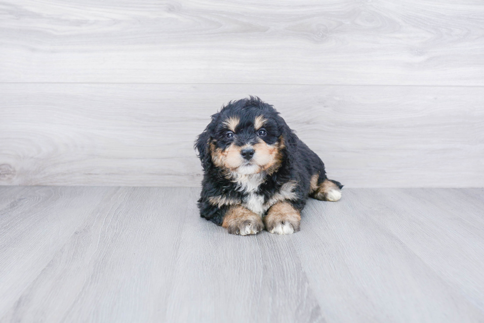 Best Mini Bernedoodle Baby