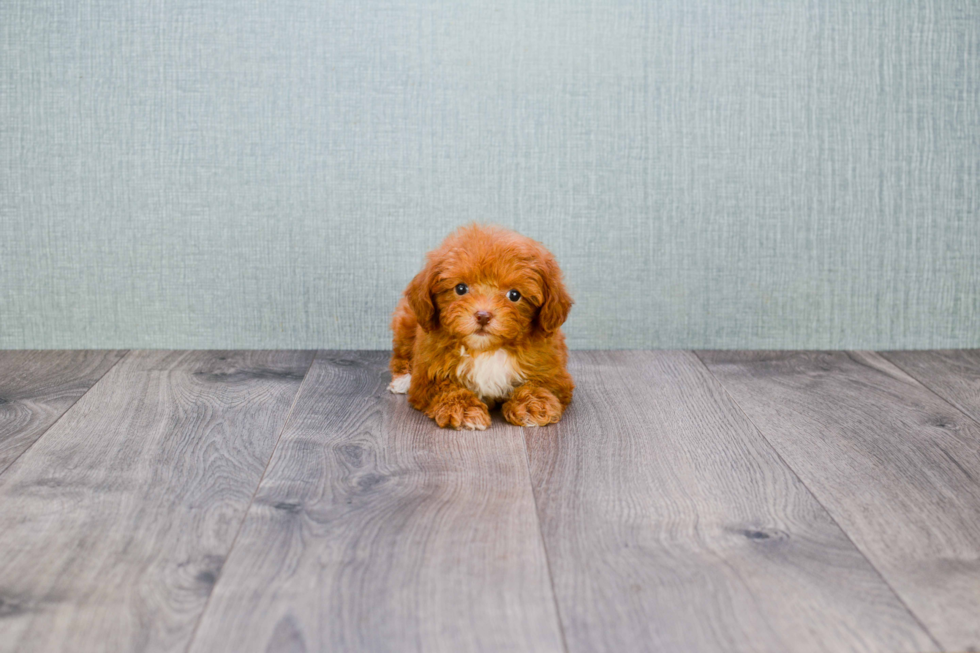 Poodle Pup Being Cute