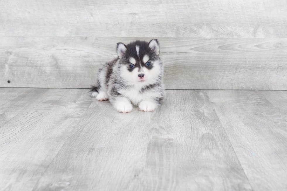 Best Pomsky Baby