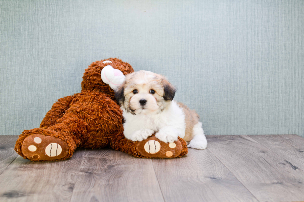 Havanese Puppy for Adoption