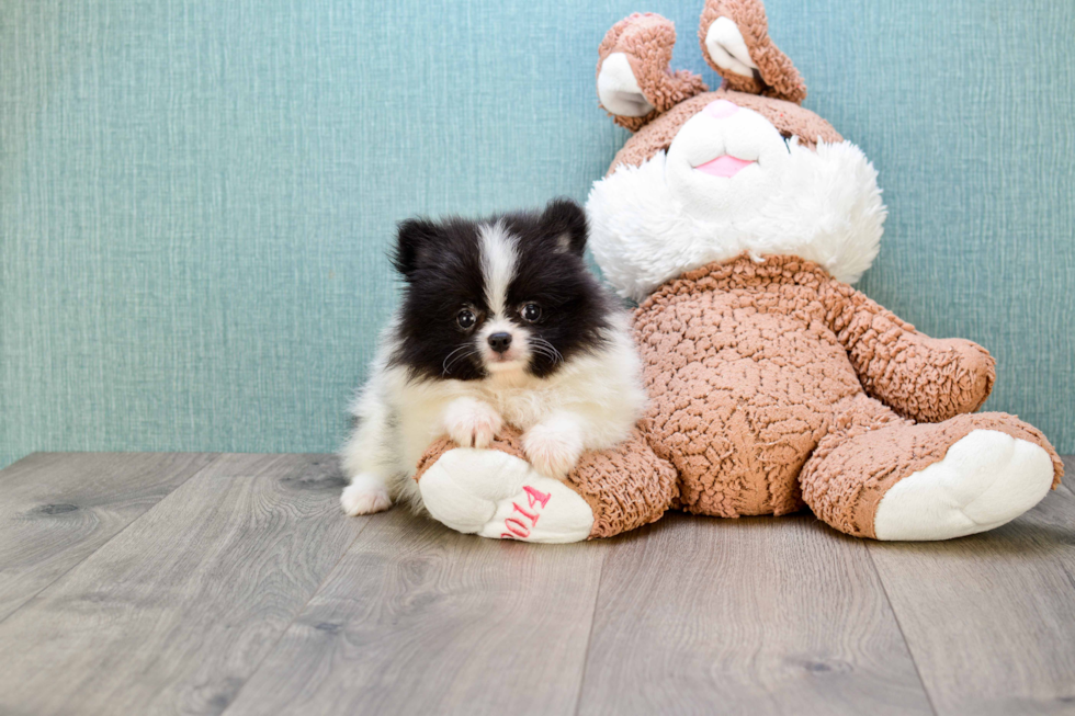 Smart Pomeranian Purebred Puppy