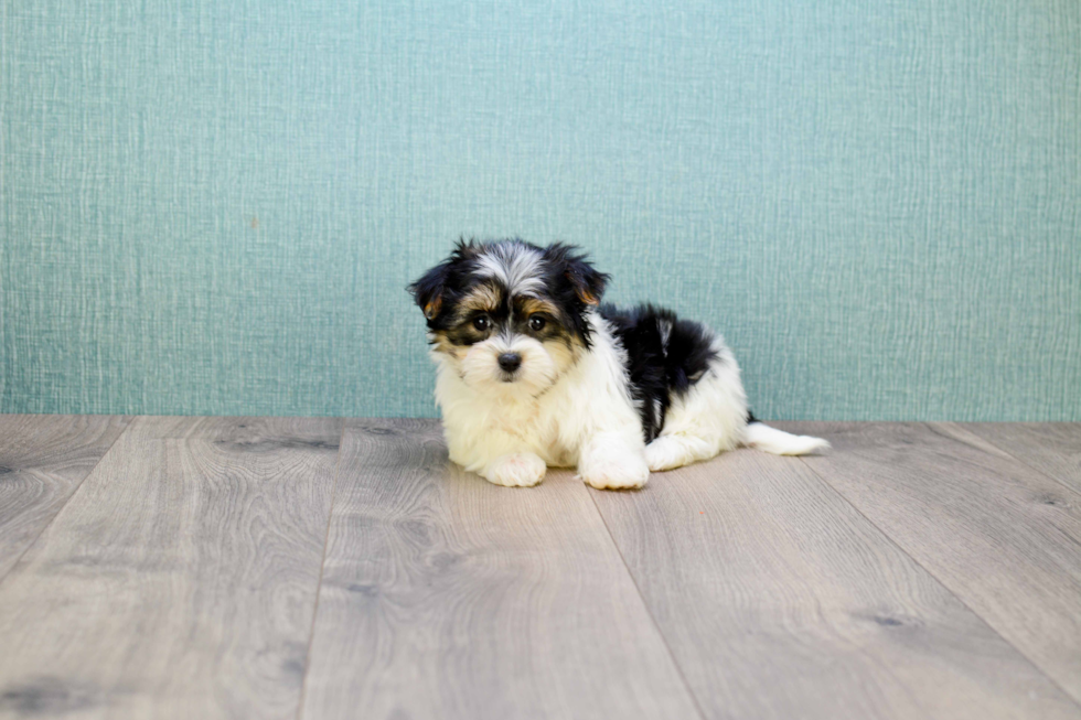 Morkie Pup Being Cute