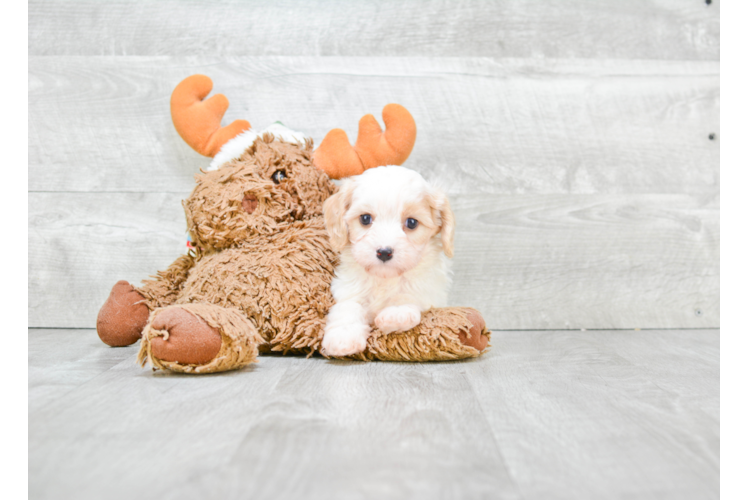 Sweet Cavachon Baby