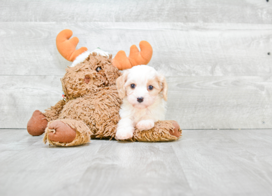 Sweet Cavachon Baby