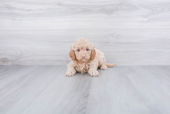 Mini Goldendoodle Puppy for Adoption