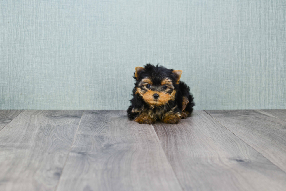 Meet Victoria - our Yorkshire Terrier Puppy Photo 