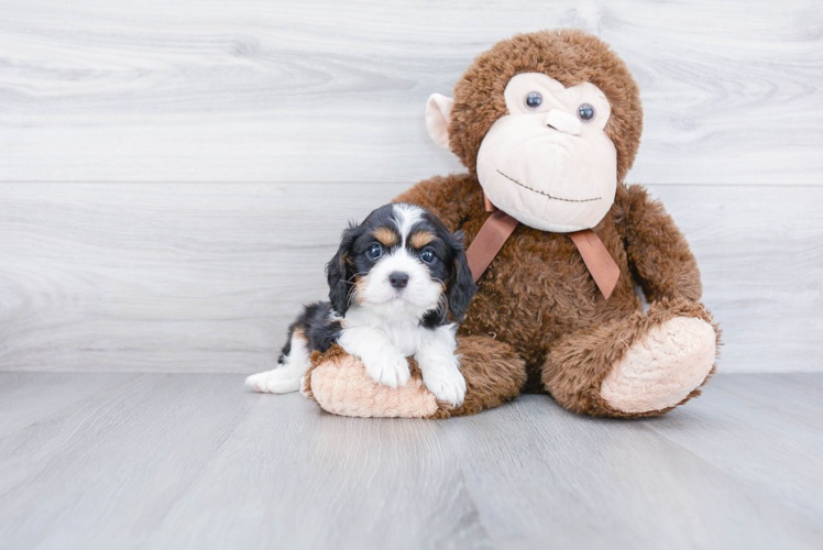 Little Cavalier King Charles Spaniel Baby