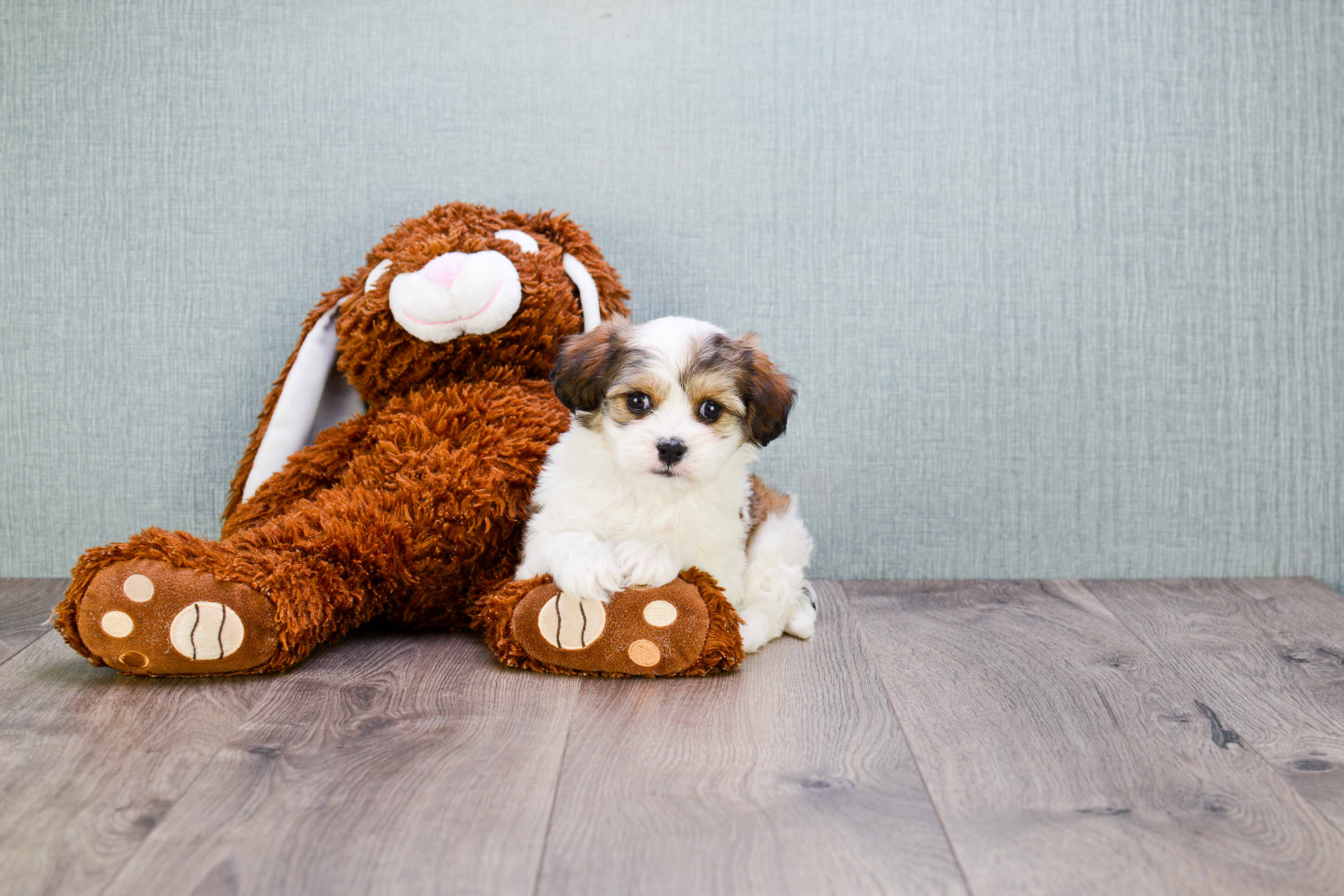Cute Cavachon Baby