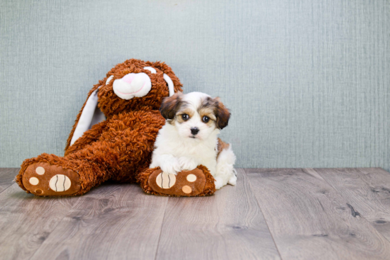 Cute Cavachon Baby