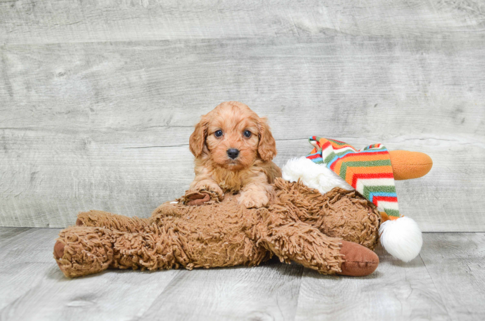 Cavapoo Pup Being Cute