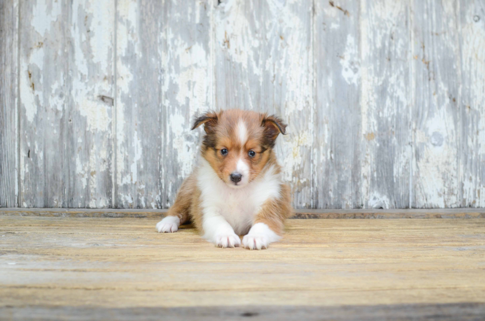 Sheltie Pup Being Cute