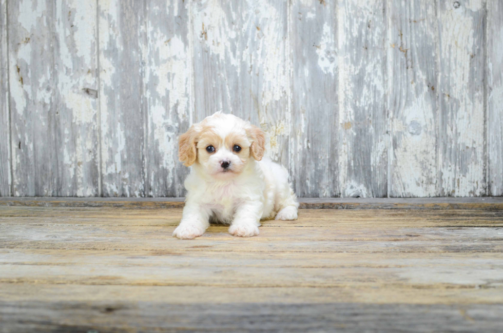 Friendly Cavachon Baby