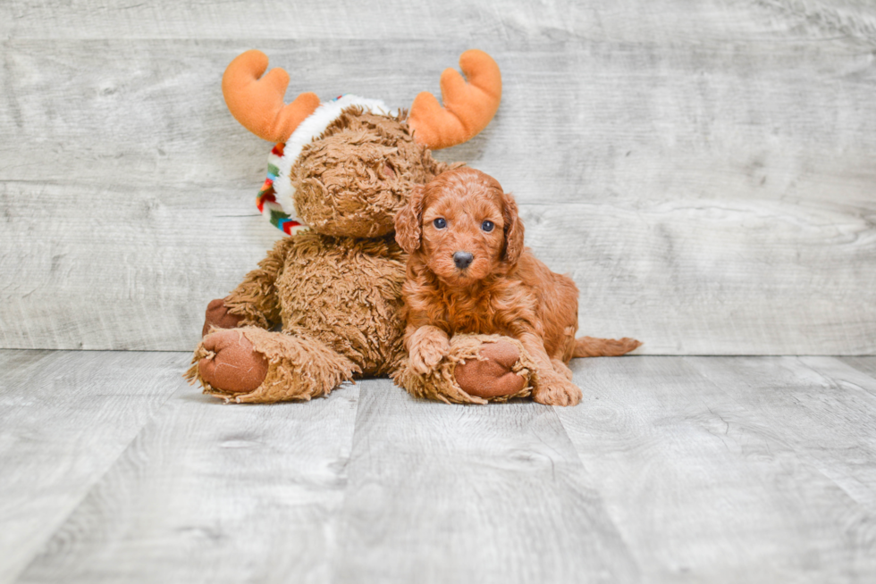 Adorable Golden Retriever Poodle Mix Puppy