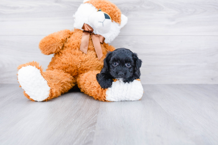 Yorkie Poo Puppy for Adoption